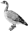 duck.gif (1718 bytes)