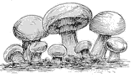 mushroom.gif (5119 bytes)