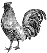 rooster.gif (2443 bytes)