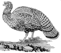 turkey.gif (3601 bytes)