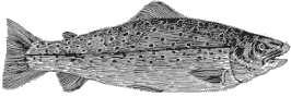 fish2.gif (5066 bytes)